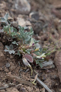 Imagem de Astragalus loanus Barneby