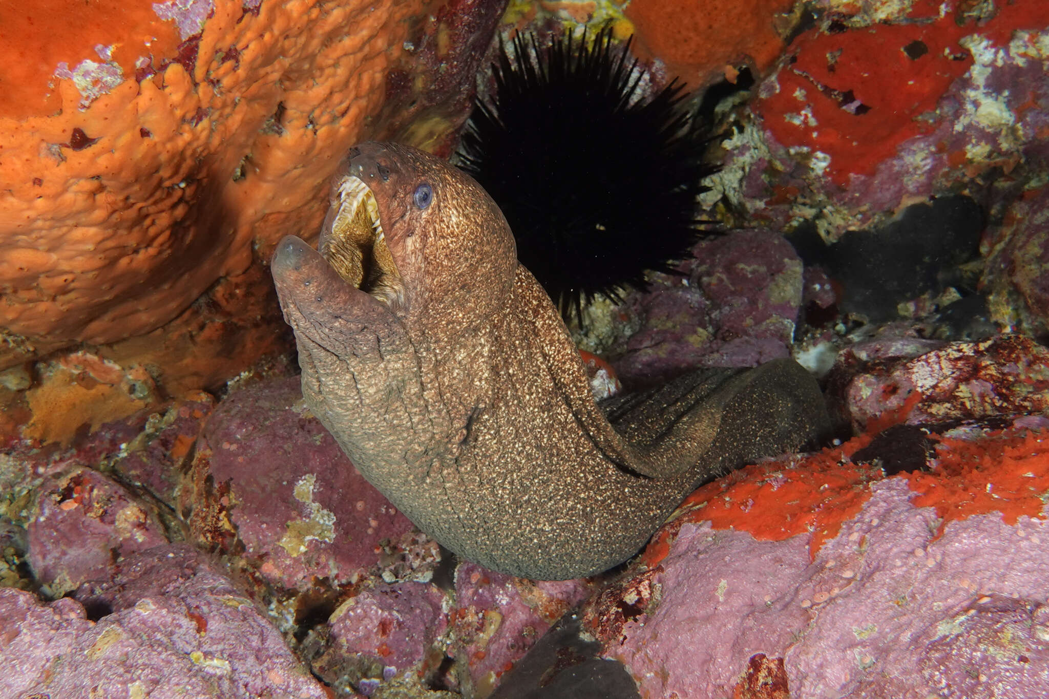 Image of Griffin&#39;s moray