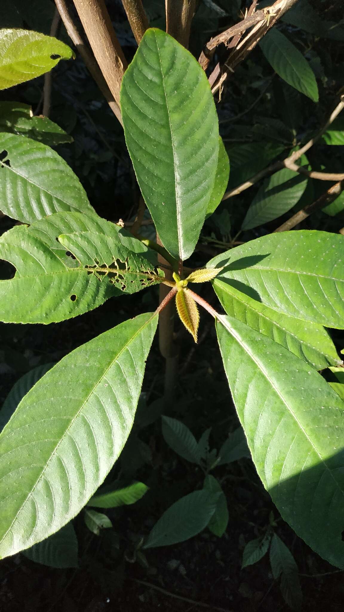 Image of Saurauia tristyla DC.