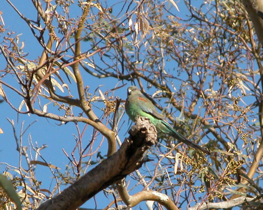 Image of Many-coloured Parakeet