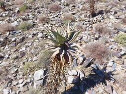 Image of Clanwilliam Aloe