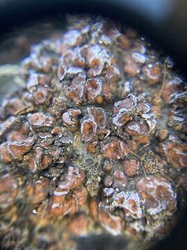 Image of Russell's fishscale lichen