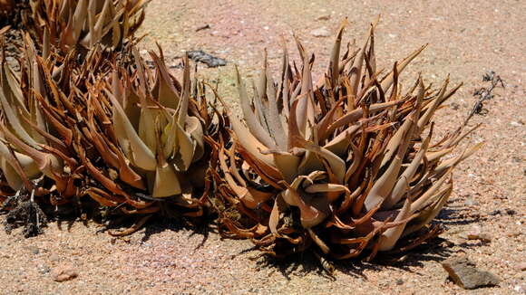 Image of Aloe asperifolia A. Berger