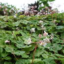 Image of Begonia fenicis Merr.