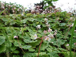 Image de Begonia fenicis Merr.