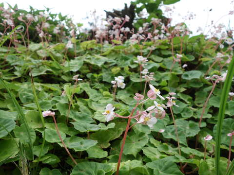 Image of Begonia fenicis Merr.