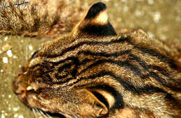 Image of Iriomote Cat