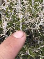 Image of striped cottonthorn