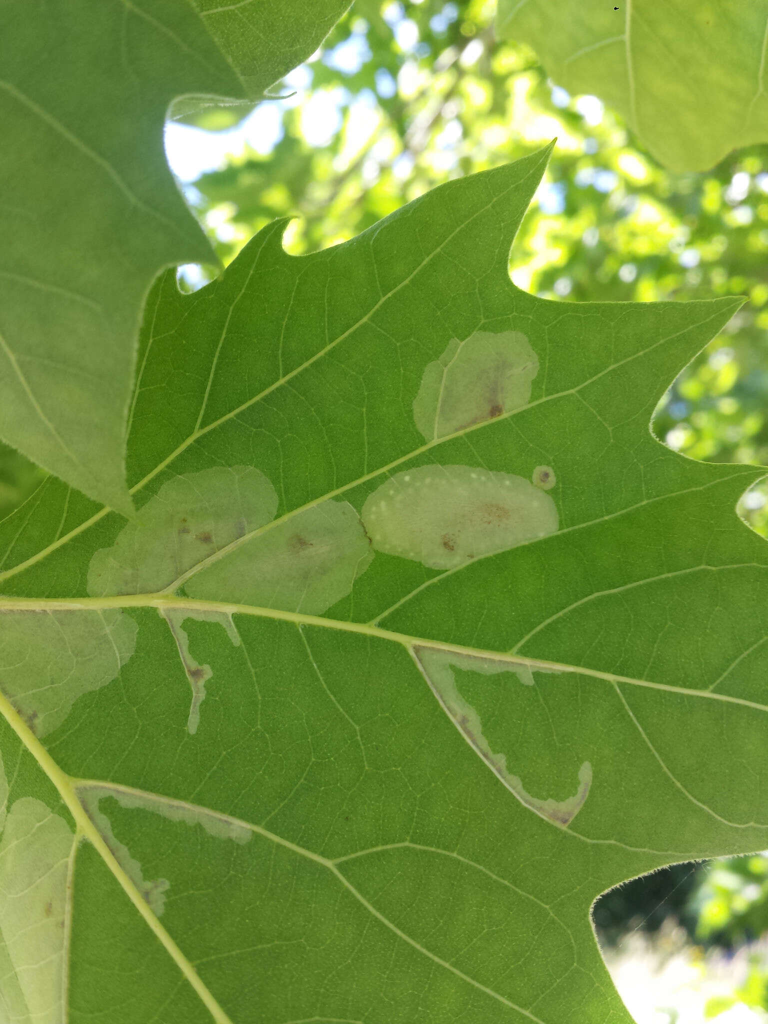 Phyllonorycter platani (Staudinger 1870) resmi