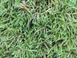 Image of eurhynchium moss