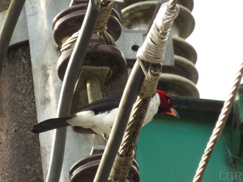 Image of Red-capped Cardinal