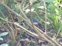 Image of White-bellied Blue Flycatcher