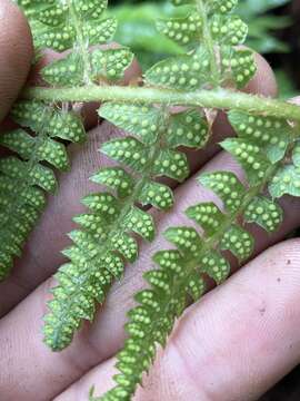 Image of Polystichum montevidense (Spreng.) Rosenst.