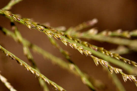 Слика од Leptochloa panicea (Retz.) Ohwi