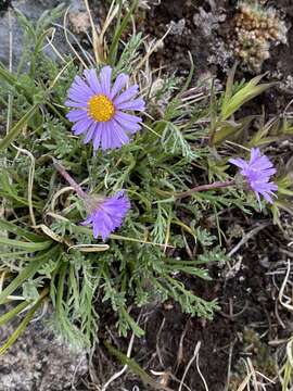 Image of featherleaf fleabane