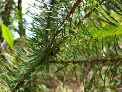 Image of Pultenaea stipularis Sm.