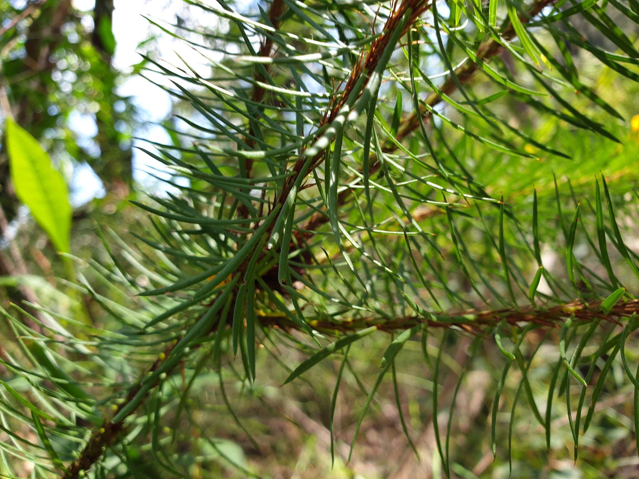 Image of Pultenaea stipularis Sm.