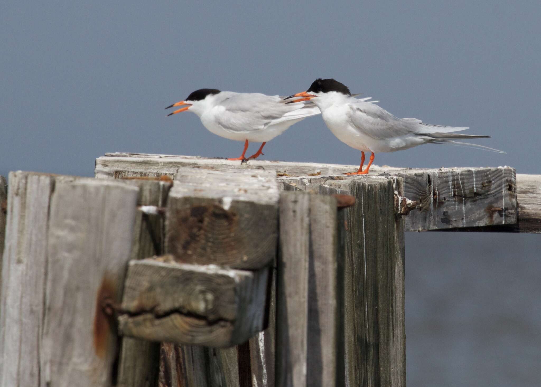 Image of Forster's Tern