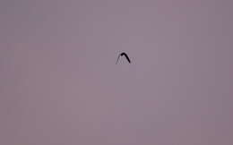 Image of Rufous-bellied Nighthawk