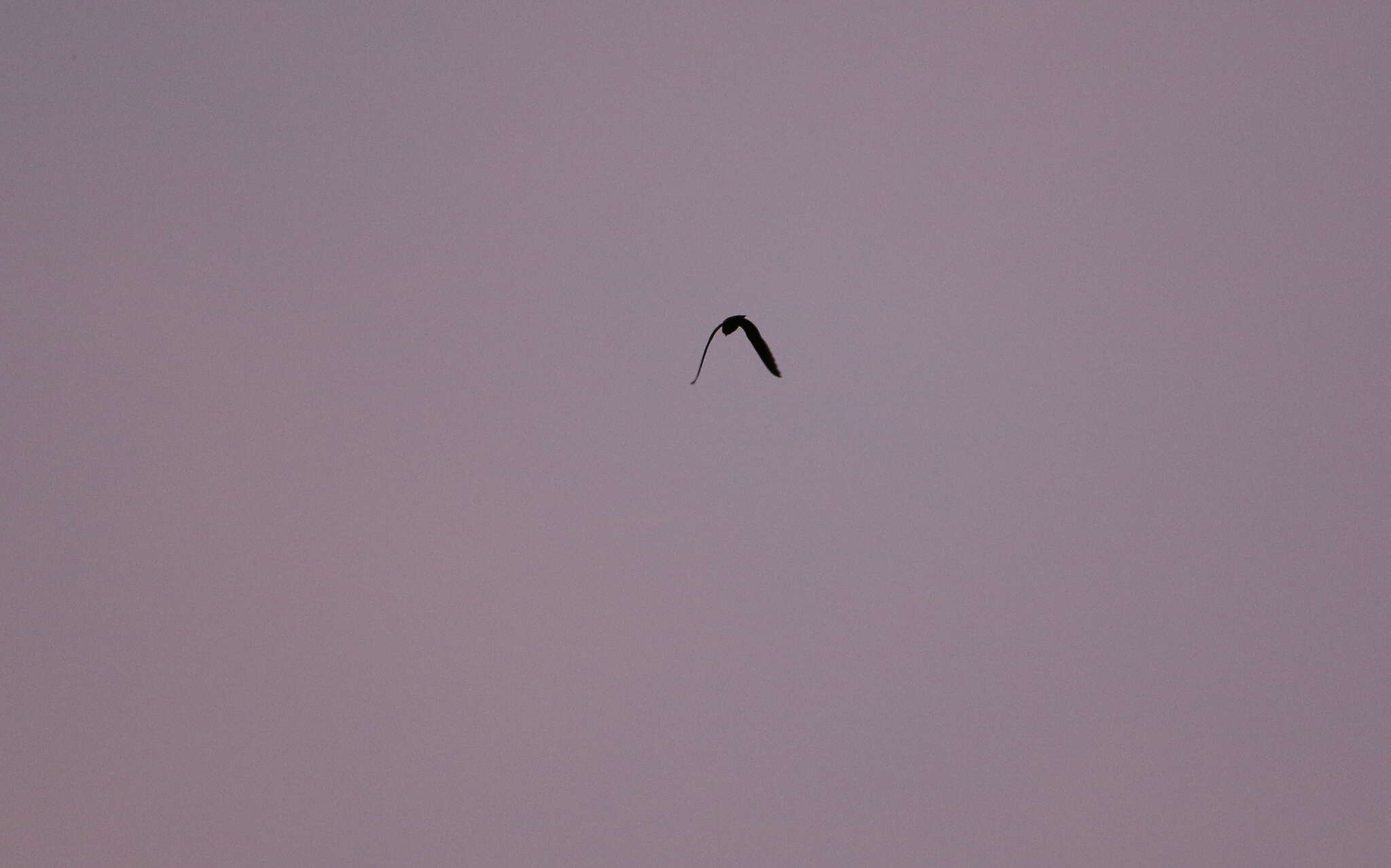 Image of Rufous-bellied Nighthawk