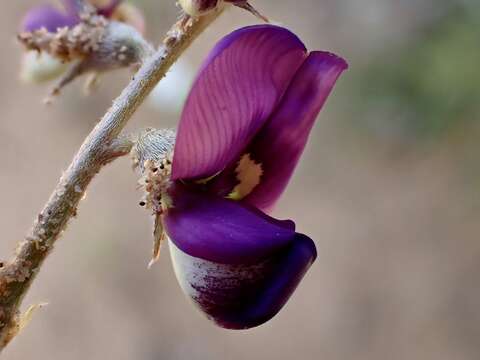 Plancia ëd Swainsona phacoides Benth.