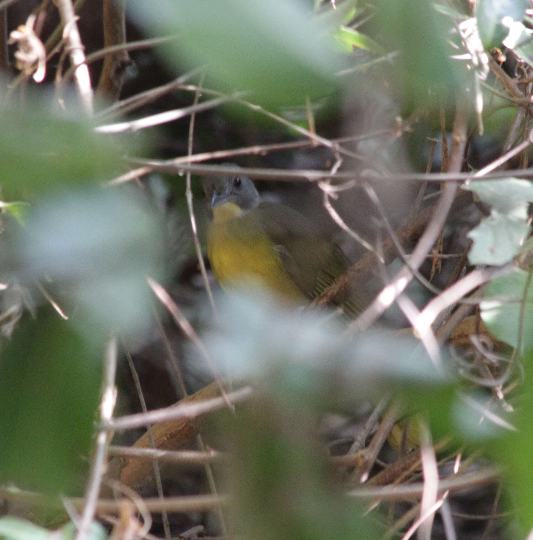 Image of Grey-headed Bristlebill