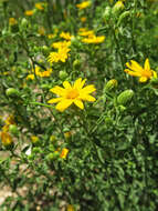 Image of Heterotheca cinerascens (S. F. Blake) G. L. Nesom