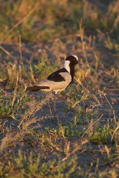 Image of Blacksmith Lapwing