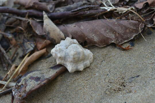 Image of humped rock shell