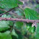 Sivun Rubus anisacanthos G. Braun kuva