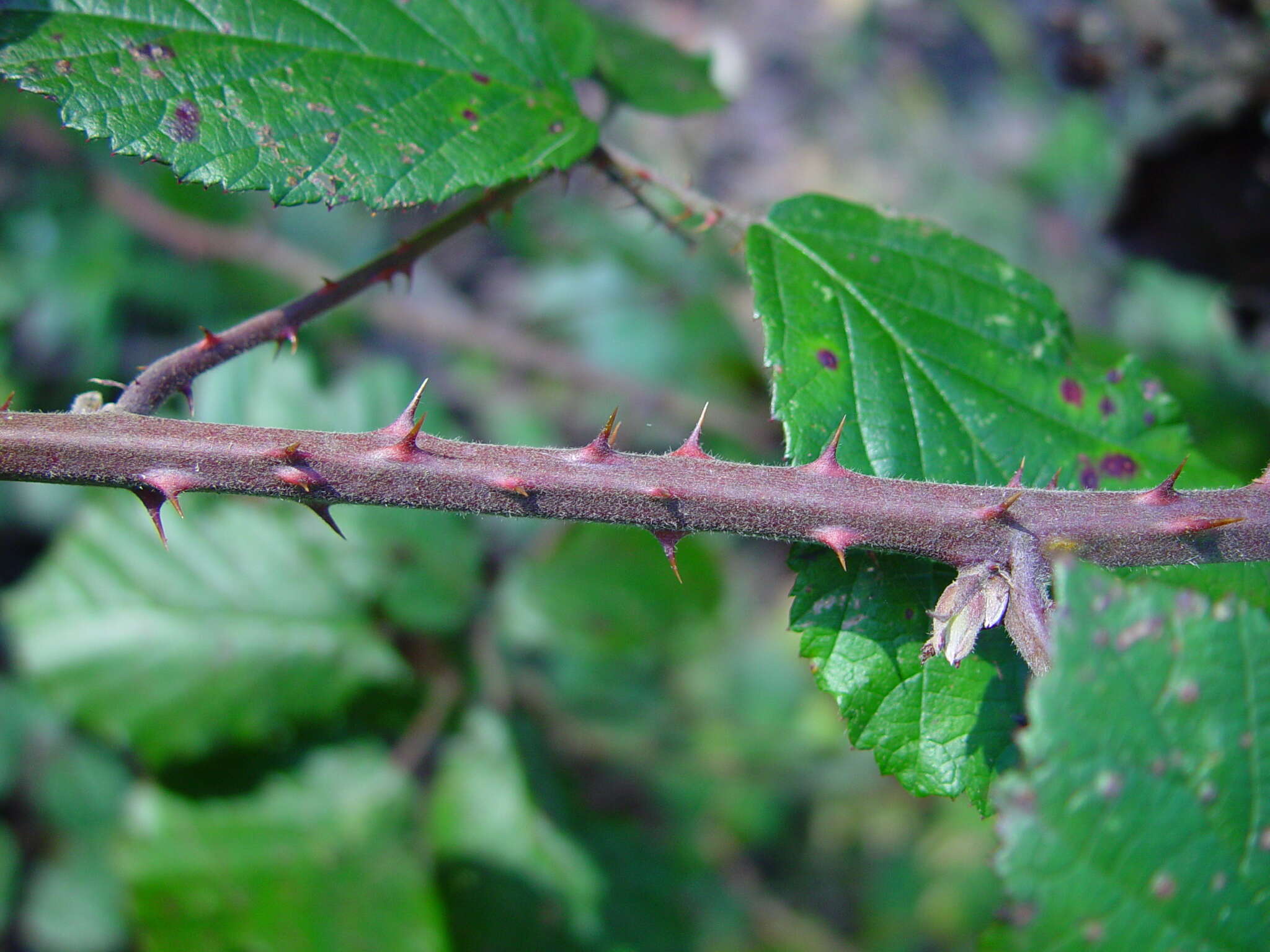 Image of Rubus anisacanthos G. Braun