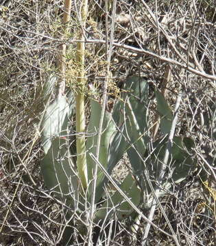 Image of Cotyledon orbiculata var. spuria (L.) Tölken