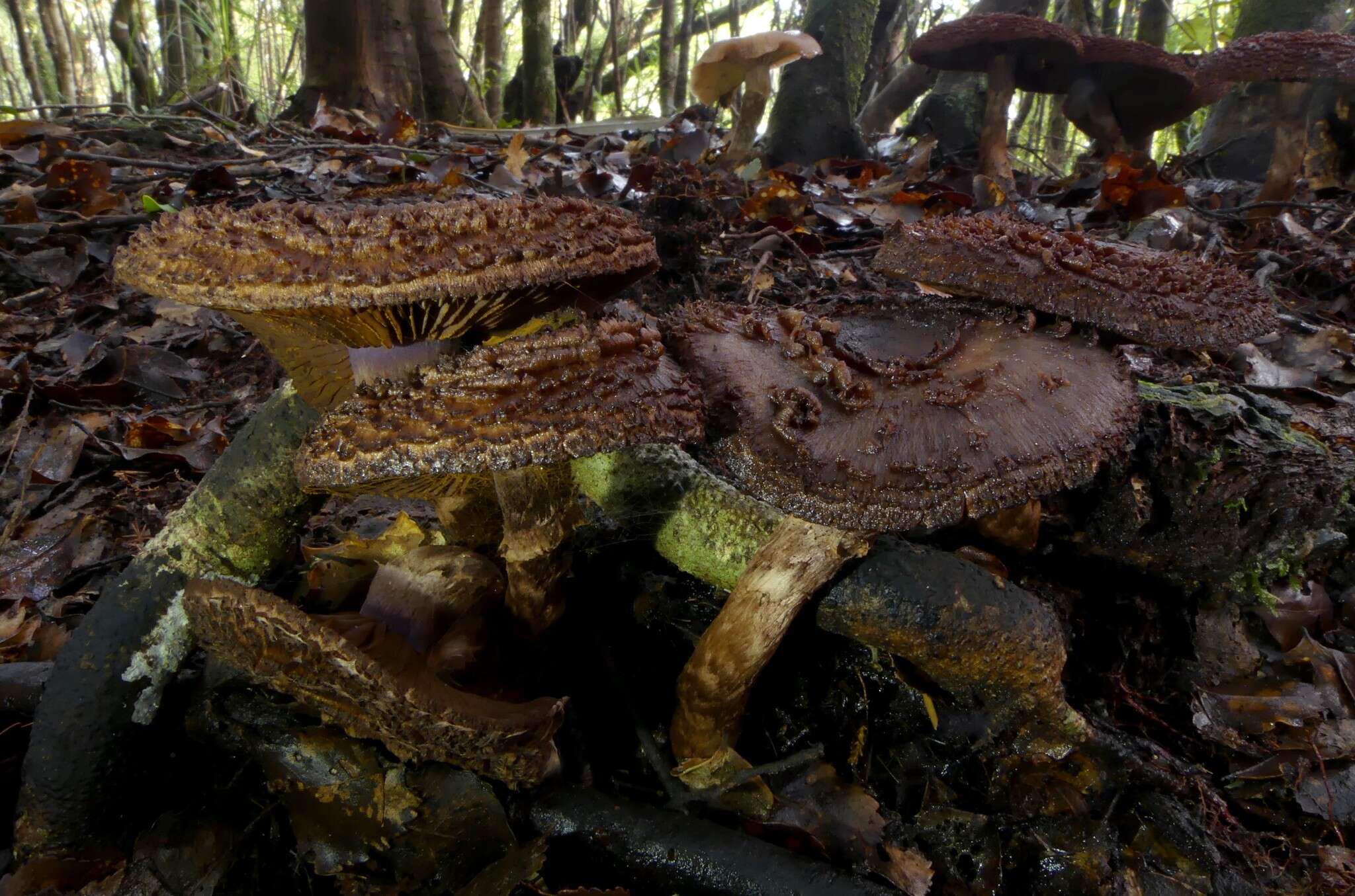 Image of Cortinarius ursus Soop 2001