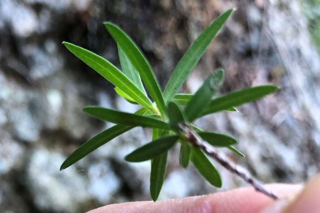 صورة Callistemon comboynensis Cheel