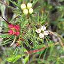 Image de Darwinia fascicularis subsp. oligantha B. G. Briggs