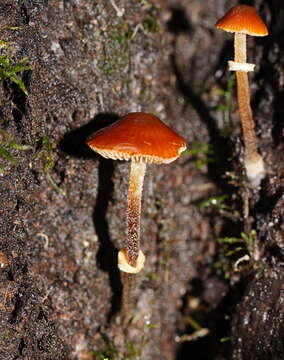 Image of Conocybe filaris (Fr.) Kühner 1935