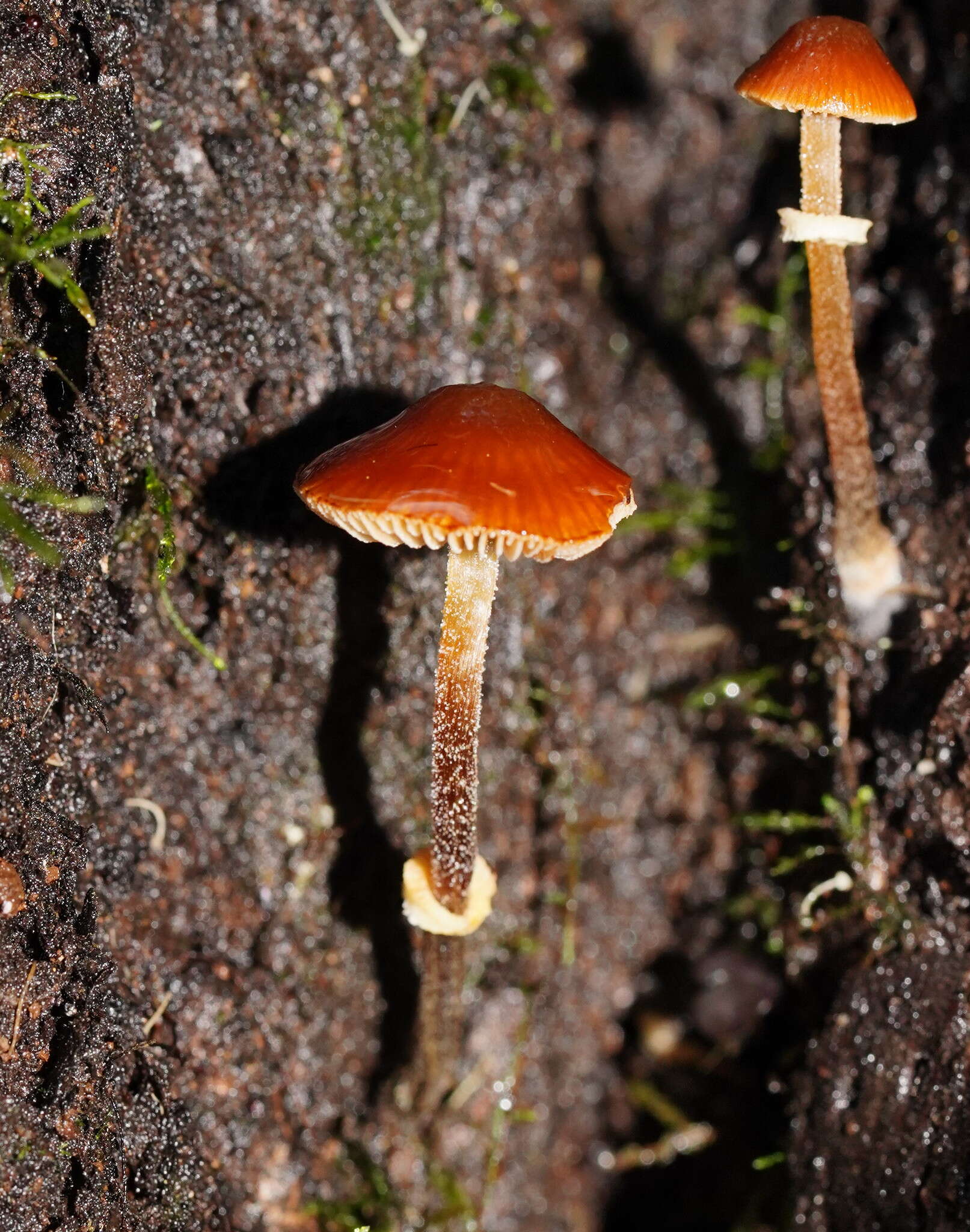 Conocybe filaris (Fr.) Kühner 1935的圖片