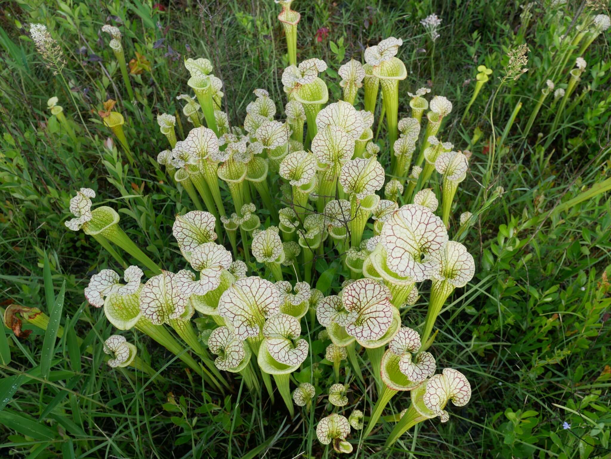 Image of pitcherplant