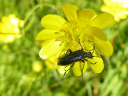 Sivun Brachysomida californica (Le Conte 1851) kuva