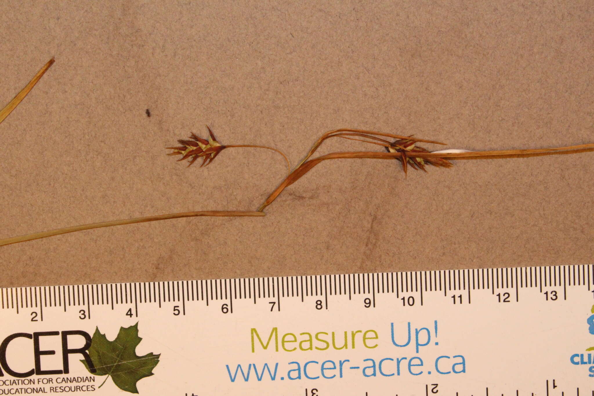 Image of boreal bog sedge