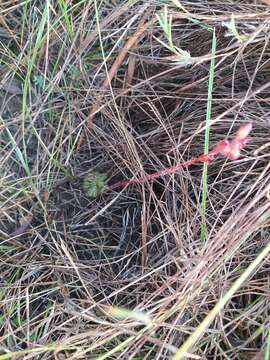 Image of Drosera hirtella St. Hil.