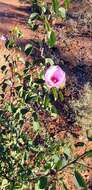 Image of Sturt's desert rose