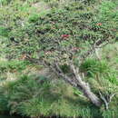 Image of Rhododendron arboreum subsp. zeylanicum (Booth) Tagg