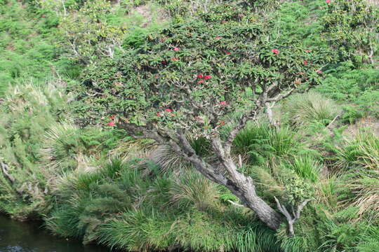 Image of Rhododendron arboreum subsp. zeylanicum (Booth) Tagg