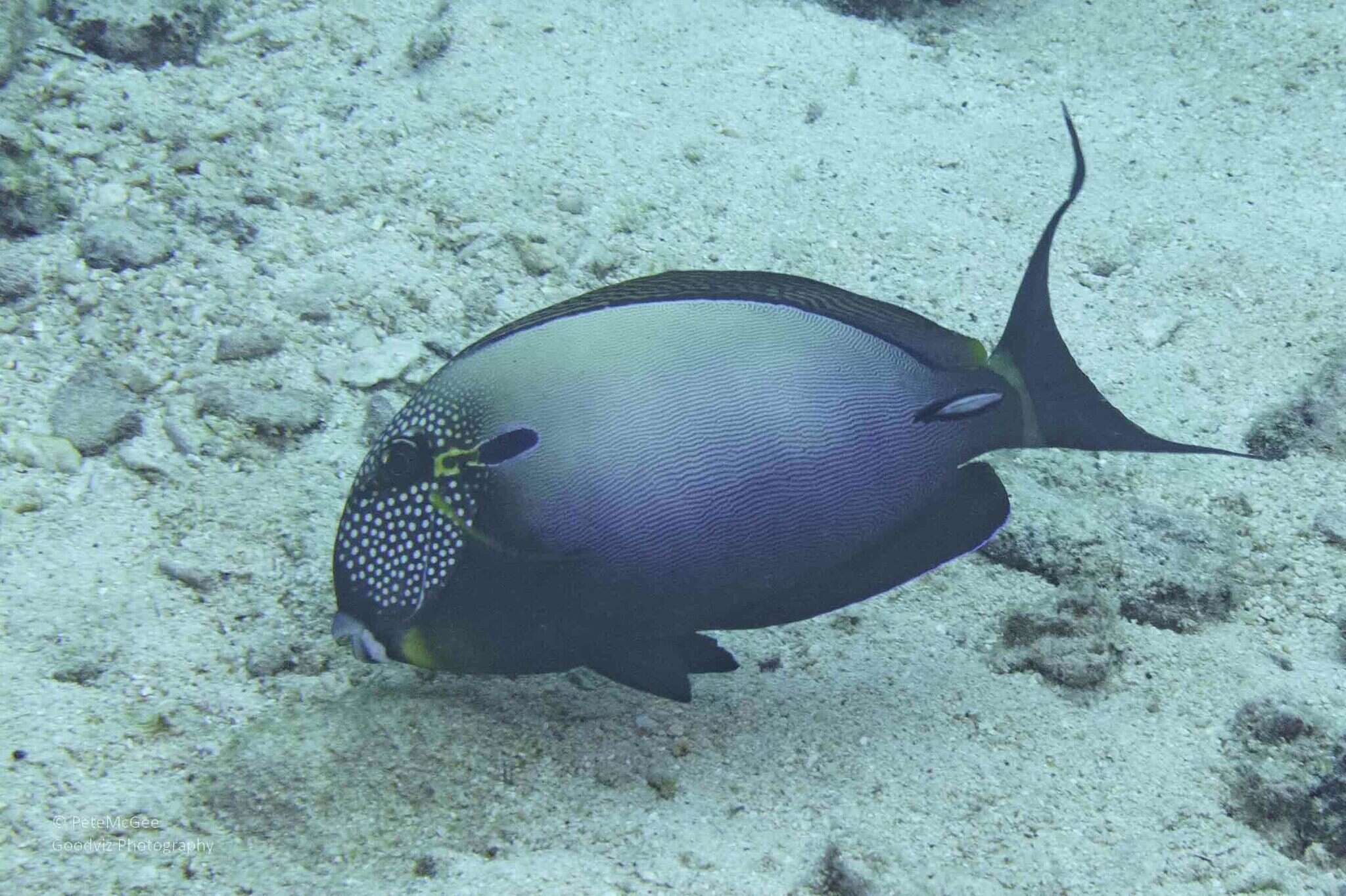 Imagem de Acanthurus maculiceps (Ahl 1923)