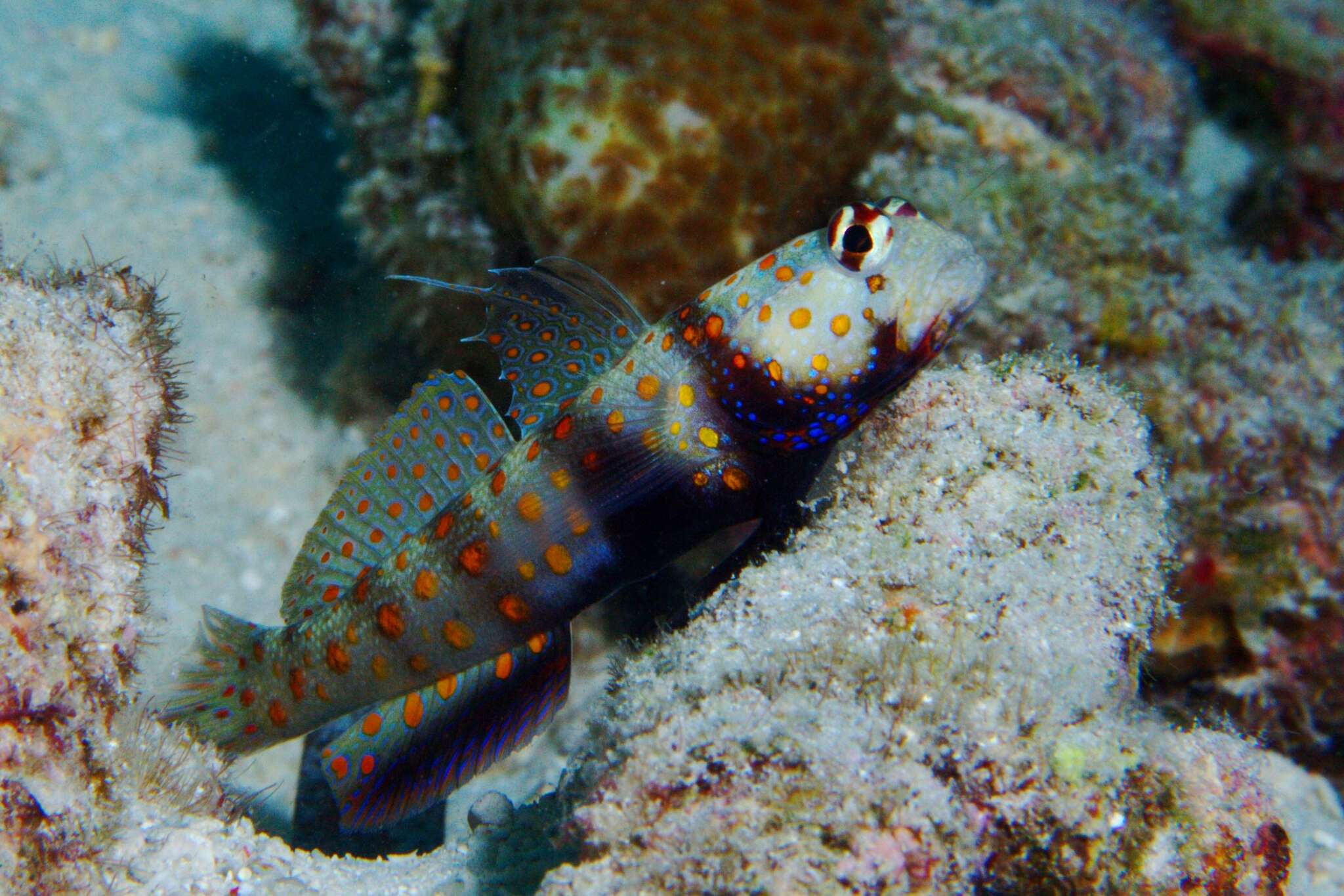 Image of Spotted prawn goby