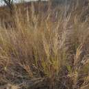 Imagem de Aristida similis Steud.