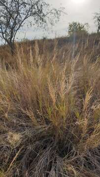 Imagem de Aristida similis Steud.