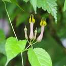 Image of Ceropegia pubescens Wall.