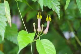 Image of Ceropegia pubescens Wall.